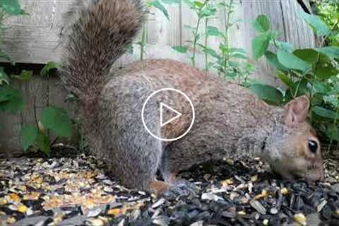 Backyard Squirrels at the Seed Buffet - July 18, 2021