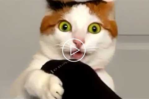 Cats Are Hilariously Cute | Funny Pet Videos