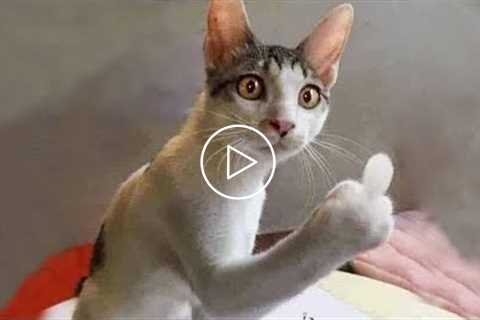 Funniest Cats Moments - Try Not to Laugh | Pets House