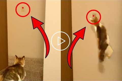 Cat Turns off Light with Laser! | Funny Pet Videos