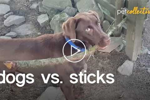 Dogs vs Sticks