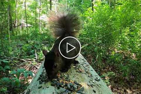 Happy Canada Day ?? ! Forest Squirrels on a Log - July 1, 2021