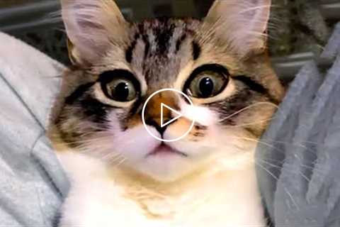 Silly Cat Bloopers & Reactions | Funny Pet Videos