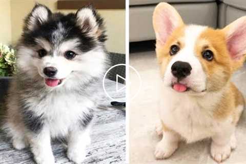 Cute - Funny Dogs of Tiktok ? Cutest Puppies doing funny things #1