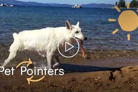 Dream Vacation | Pet Pointers