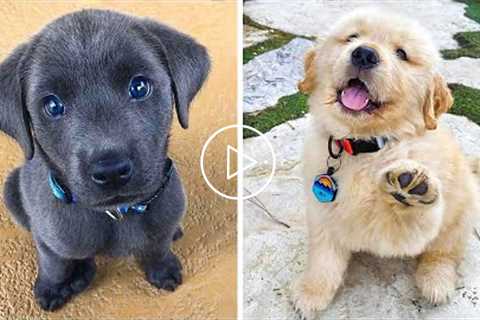 OMG CUTE BABY ANIMALS Videos Compilation CUTEST moment of the animals ? Cute Puppies #6