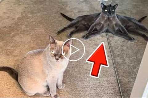 Hilarious Cats - Funniest Animals Videos | Pets House