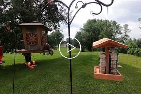 Backyard Hanging Feeder - Chipmunks, Squirrels and Birds - July 21, 2021