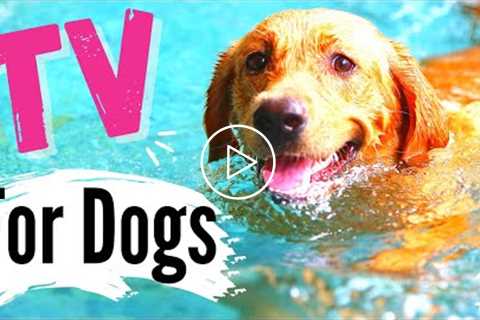 TV for Dogs! Fun Entertainment for Dogs | Dogs SWIMMING ? ?