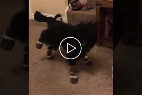 Dog Gets Stuck In Shoes #shorts