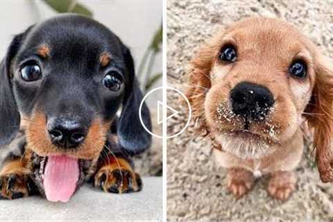 OMG CUTE BABY ANIMALS Videos Compilation CUTEST moment of the animals ? Cute Puppies #7