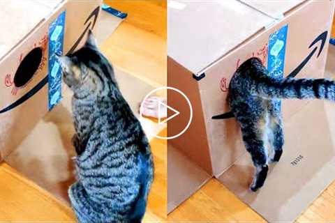 Cat Regrets Entering Small Hole | Funny Pet Videos