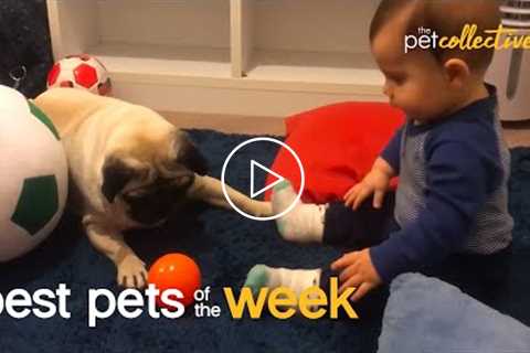 Baby & Pug Are The Ultimate Best Friends | Best Pets of the Week