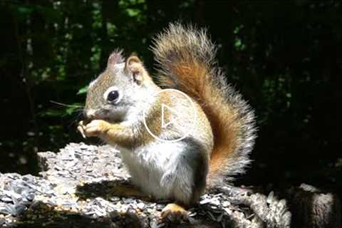 Red Squirrels Up Close - 10 Hours - June 29, 2021