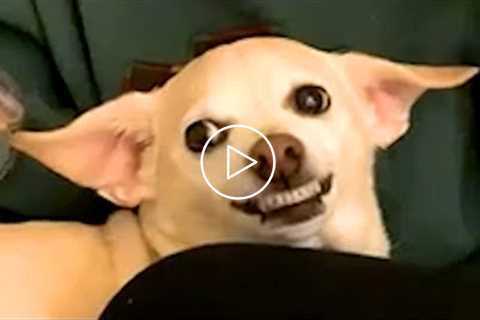 Silly Dog Bloopers & Reactions | Funny Pet Videos