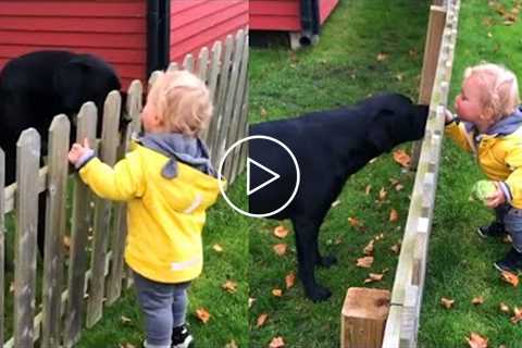 Dogs are a playmate and protector of children? Cute Babies and Puppies moments ?