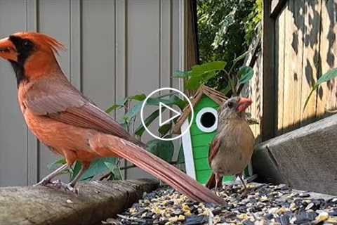 Backyard Cardinals and Critters - July 25, 2021