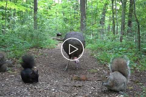 Forest Animals in Harmony  - 10 Hours of Turkeys, Chipmunks and Squirrels - June 28, 2021