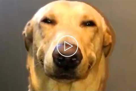 Guilty Pet Face Reactions | Funny Pet Videos