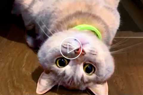 BEST CATS OF 2021 SO FAR PT.1 | Funny Pet Videos