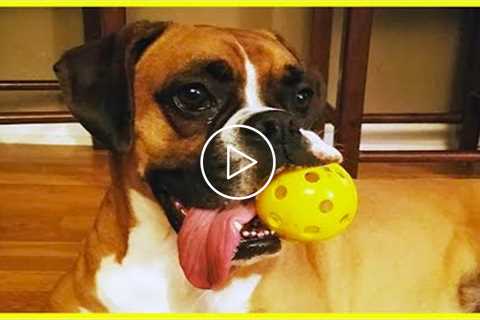 You Will Forget All The Sadness When You Watch These FUNNY DOG Videos