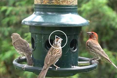 Backyard Feeder - 10 Hours of Finches, Cardinals, Sparrows and Grackles - July 26, 2021