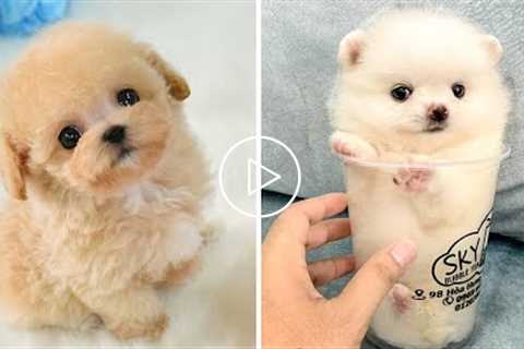 Cute baby animals Videos Compilation cutest moment of the animals - ? Cutest Puppies #12 ?