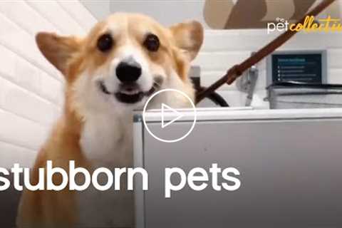 The World's Most Stubborn Pets