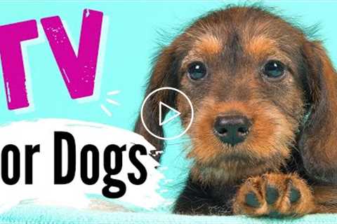 TV for Dogs! Fun Entertainment for Dogs | ?  PUPPY Love ❤️