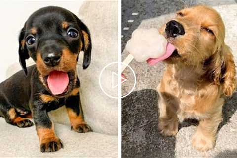 OMG CUTE BABY ANIMALS Videos Compilation CUTEST moment of the animals ? Cute Puppies #8