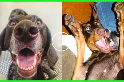 Dobermans always act like babies - Funny Doberman Videos 2021