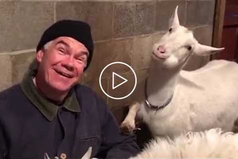 The Funniest Farm Animals Home Video Bloopers of 2021 Weekly Compilation ? Funny Animal Videos