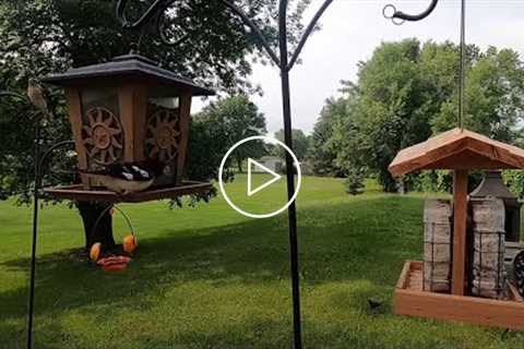 Backyard Hanging Feeder - July 28, 2021