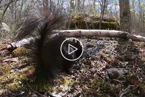 Forest Birds and Squirrels - 8 Hour Video for Cats - June 26, 2021