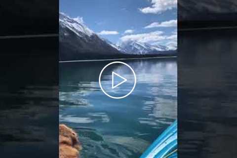 Dog Swims With Incredible View #shorts