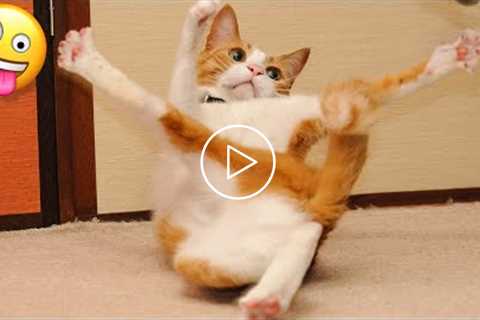 ? Funniest ? Cats And ? Dogs - Cute And Funny Animal Videos ?