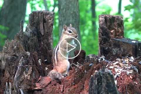 10 hour Forest Chipmunks and Squirrels - July 29, 2021