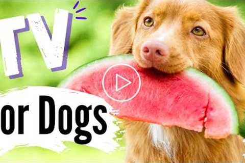 TV for Dogs! Fun Entertainment for Dogs | Dogs EATING ???