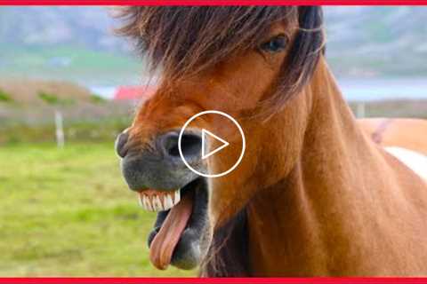 These Horse videos will make you Love them! - FUNNY HORSE VIDEOS [BEST OF