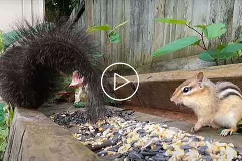 Backyard Chipmunk and Friends - July 30, 2021