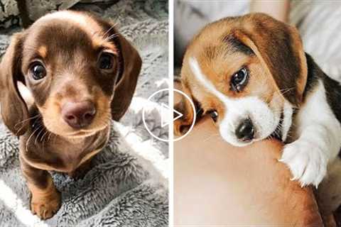 OMG CUTE BABY ANIMALS Videos Compilation CUTEST moment of the animals ? Cute Puppies #9