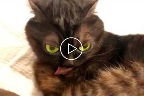 Silly Angry Animals | Funny Pet Videos