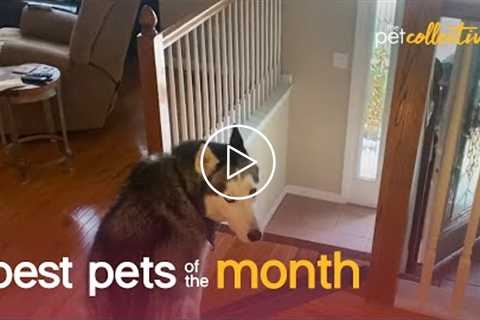 Best Pets of the Month (July 2021)