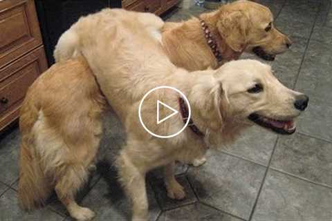 Have a GOOD LAUGH with the FUNNY GOLDEN RETRIEVER DOGS VIDEO!