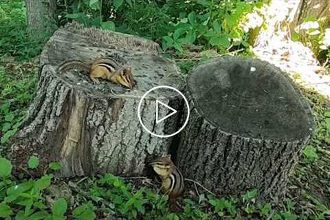 The Chipmunk Stump - 9 Hours - July 31, 2021