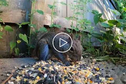 Voles, Jays, Squirrels - BACKYARD video for CATS to Watch - June 25, 2021