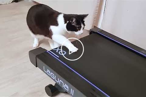 Funny Cats Playing on Treadmills