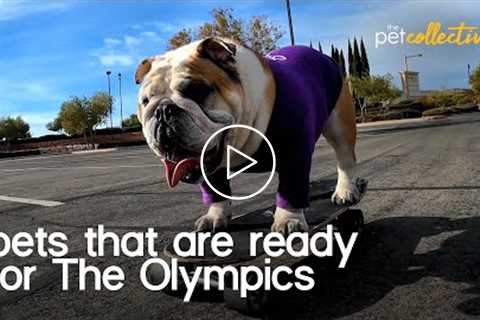 Olympian Animals