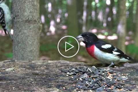 Grosbeak, Woodpecker, Blue Jay, Squirrels & Chipmunks - June 24, 2021