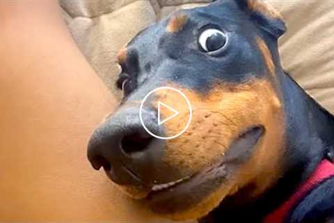 Silly Animal Reaction & Bloopers | Funny Pet Videos